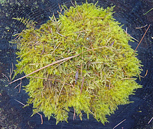 stump moss